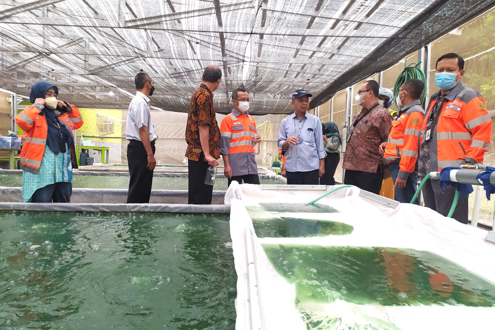 Serap CO2 SBI Cilacap Kembangkan Budidaya Mikroalga Di Area Pabrik