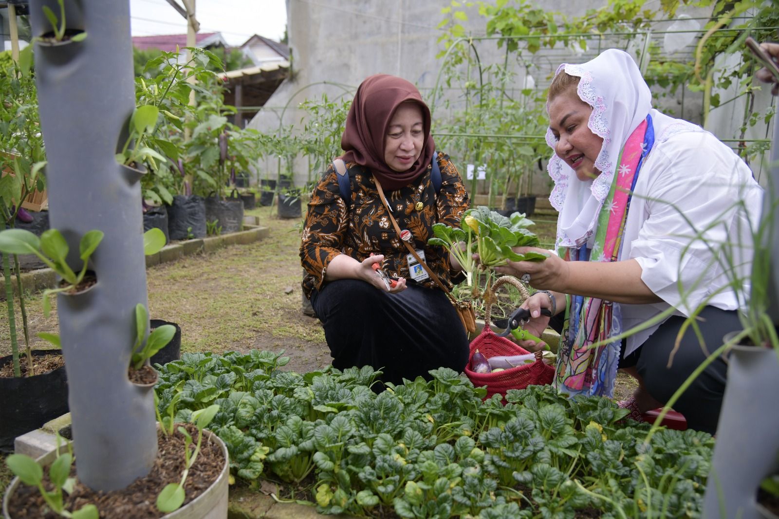 Inovasi Pertanian Perkotaan Pemkot Semarang Diapresiasi Jatengaja