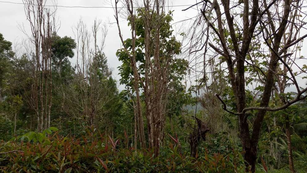 Pohon cengkih di Kecamatan Bandar yang mati karena diserang bakteri