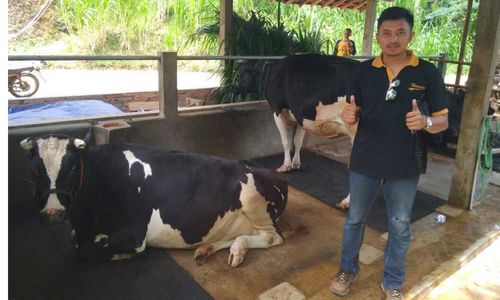 Peternak sapi perah di Dusun Kali Gondang Desa Gemaharjo Kecamatan Tegalombo, Pacitan 