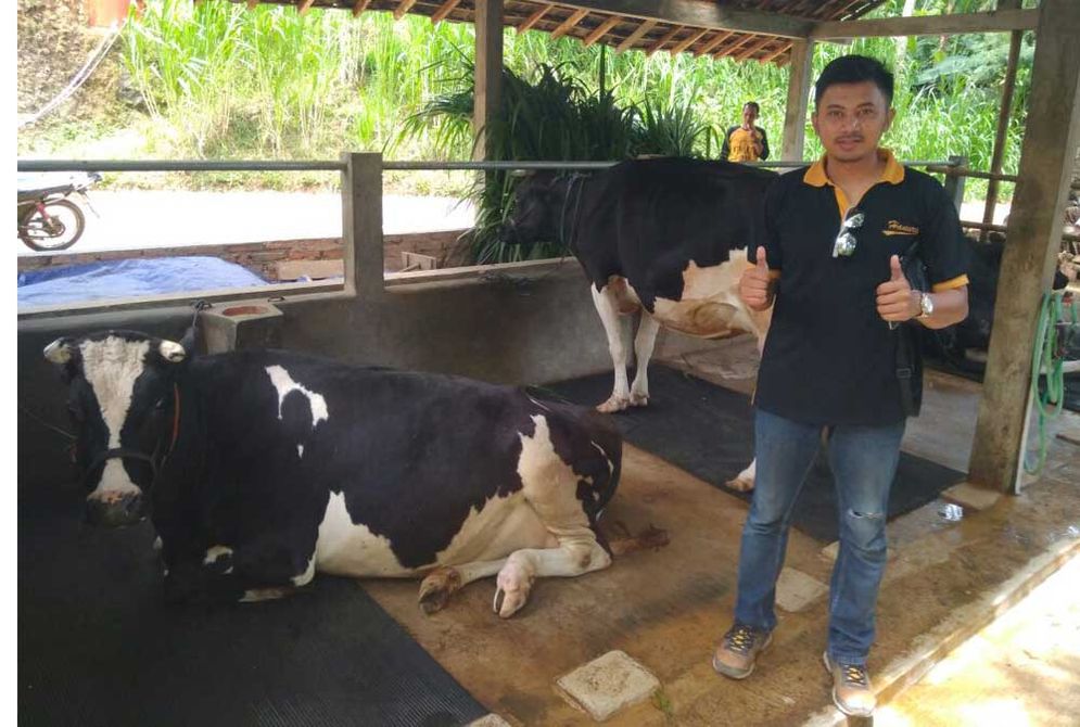Peternak sapi perah di Dusun Kali Gondang Desa Gemaharjo Kecamatan Tegalombo, Pacitan 