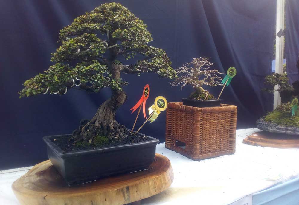 Salah satu bonsai yang dikonteskan