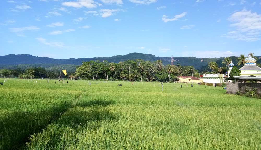 Persawahan di Kabupaten Pacitan