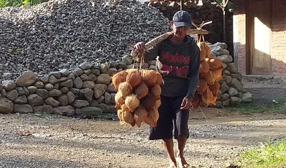 Petani Dusun Sono Desa Kalikuning Kecamatan Tulaka membawa hasil panen kelapa.
