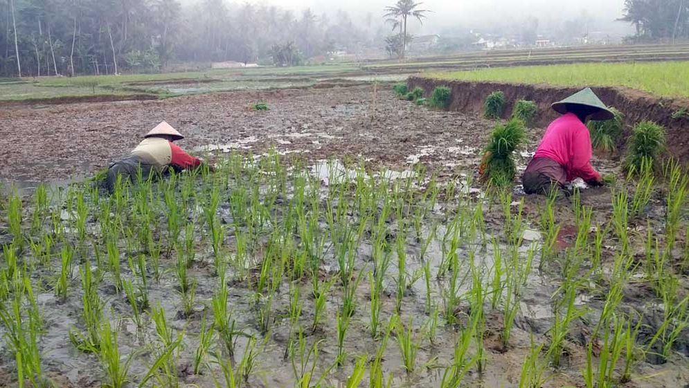 Para petani di Desa Gayuhan saat menanam di sawah mbag Sabtu (30/06/2018)