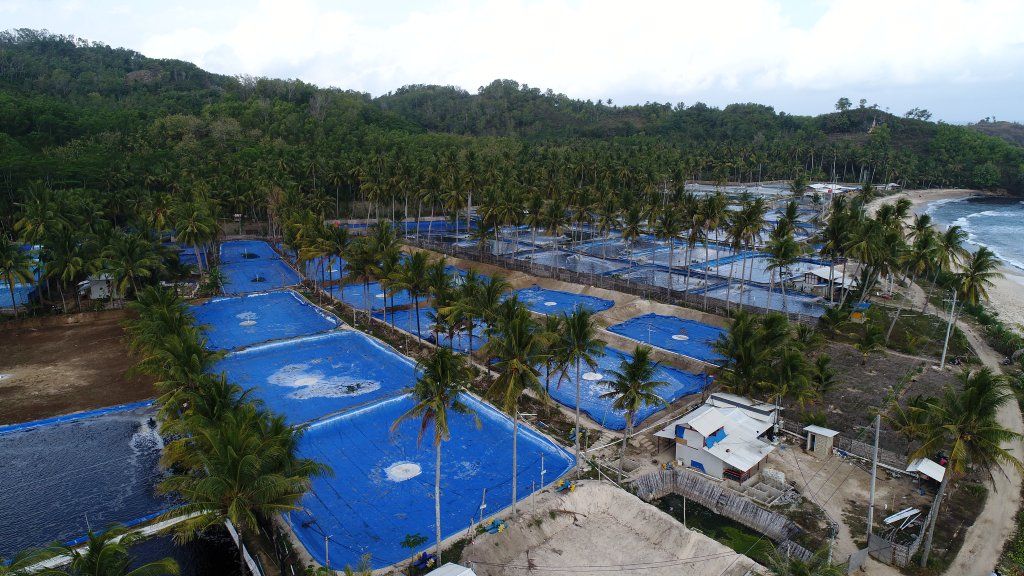 Kawasan Pantai Daki, Desa Sumberojo, Kecamatan Sudimoro yang dimanfaatkan untuk budi daya udang.