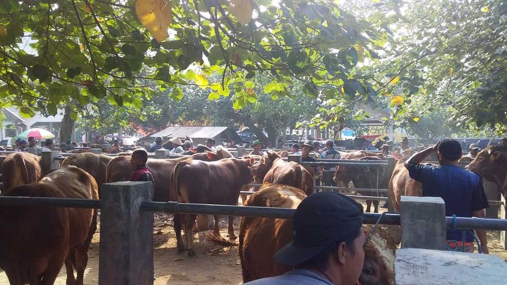 Pasar Hewan di Desa Semanten Pacitan Selasa (17/07/2018)