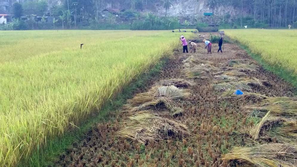 Petani Arjosari langsung menanam kedelai seusai panen padi