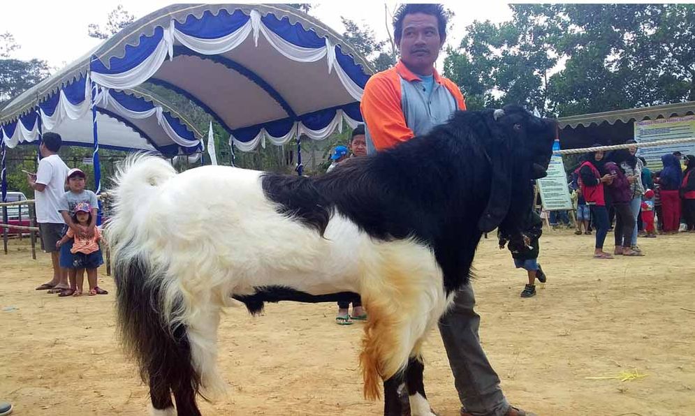 Kambing PE milik Konco Tani Makmur Bolosingo yang meraih Juara I kelas ekstrem Kontes Kambing PE Bupati Cup