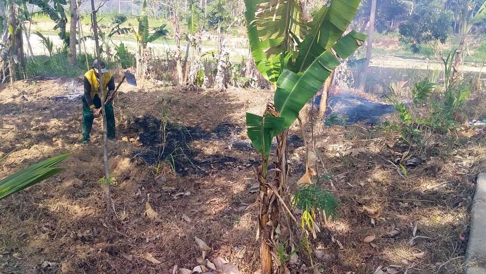 Lahan pertanian milik Suharliyah