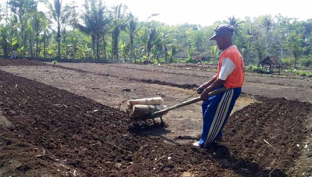 Petani membajak lahan dengan garu