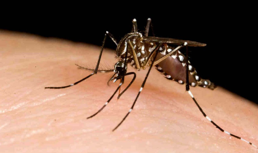 Nyamuk Aedes aegypt