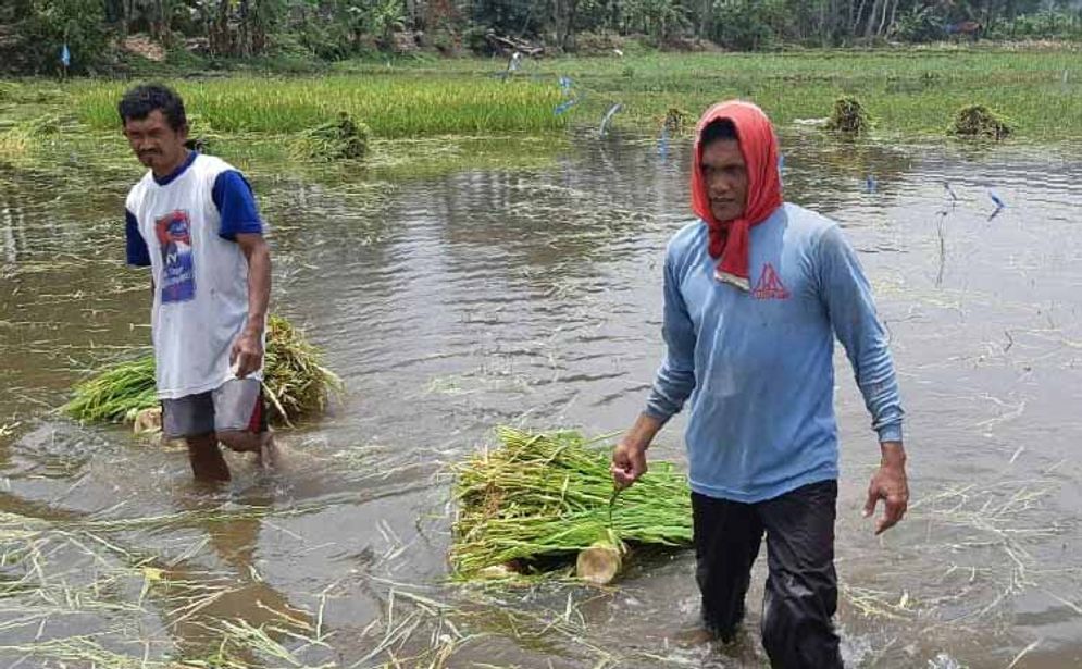 Petani di Kelurahan Ploso, Pacitan terpaksa memanen padinya lebih awal lantaran terendam air akibat hujan yang mengguyur beberapa hari terakhir.