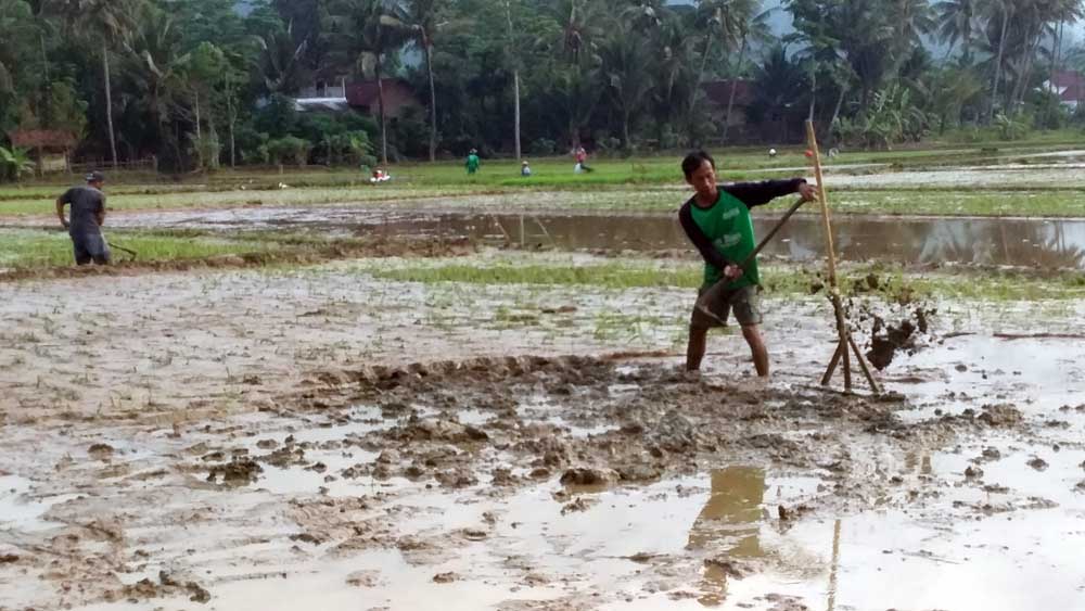 Ambisi Kaltim berdaulat pangan akan diwujudkan pada tahun 2024. Mungkinkah?  