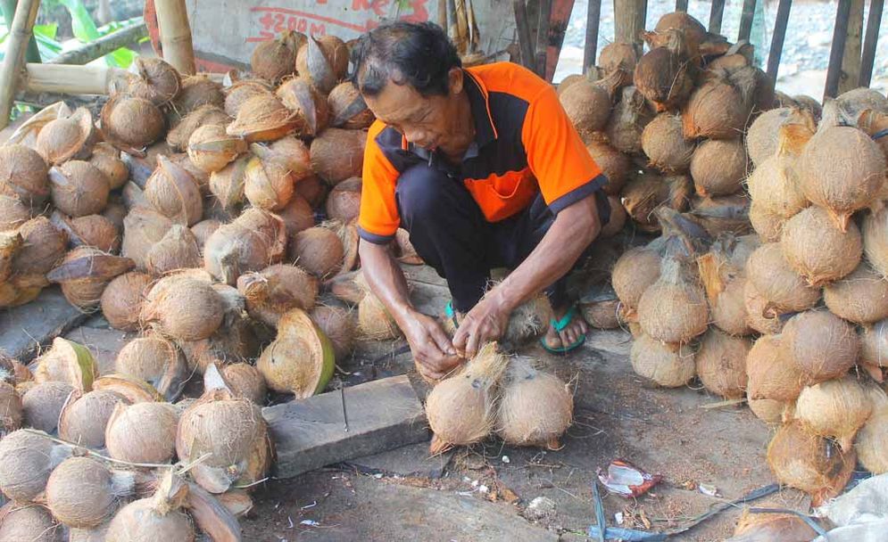 Salah seorang penjual kelapa,  di Desa Karangrejo,  Kecamatan Arjosari,  Pacitan menata kelapa jualannya untuk di kirimnya ke beberapa pengecer.