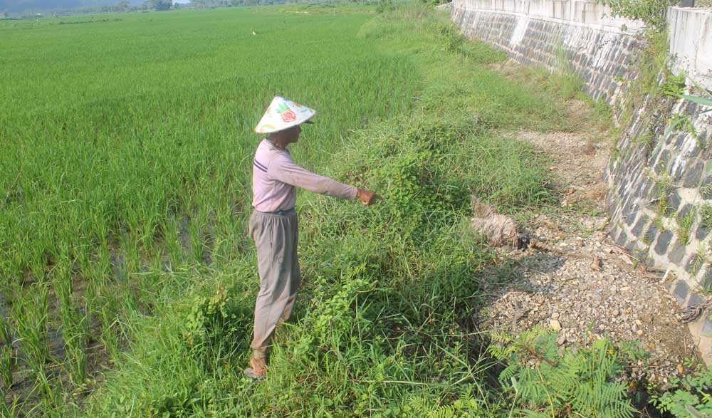 Salah seorang pemilik sawah, di Dusun Karang, Desa Kembang, Pacitan, menunjukan material koral dan juga sisa cor pembangunan JLS yang menutupi saluran irigasi sawahnya.