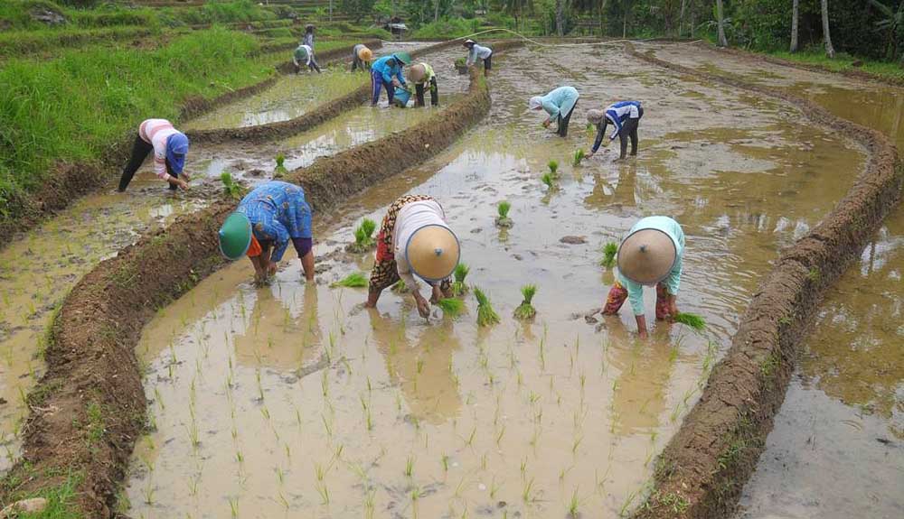 Lahan sawah di wilayah Kabupaten Pacitan