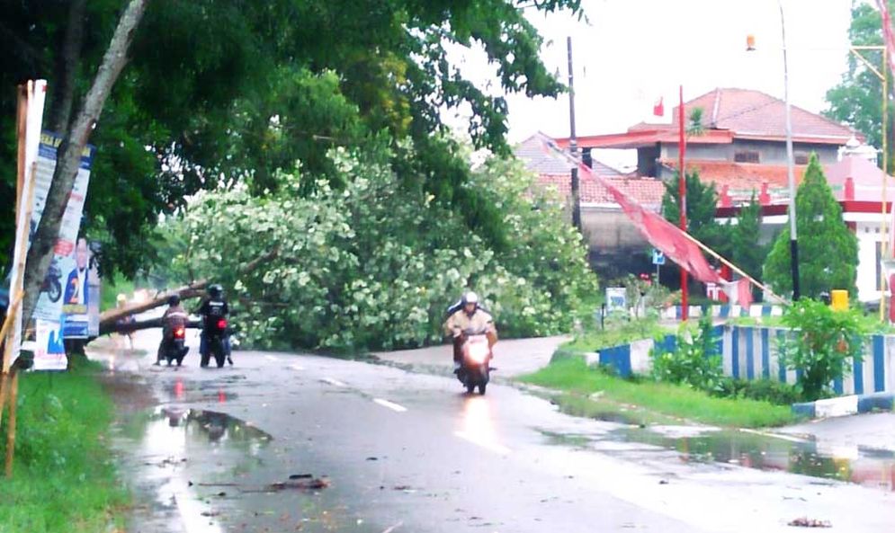 Pohon tumbang di dekat masjid di Dusun Sinoman Desa Jatimalang Rabu (23/01/2019)