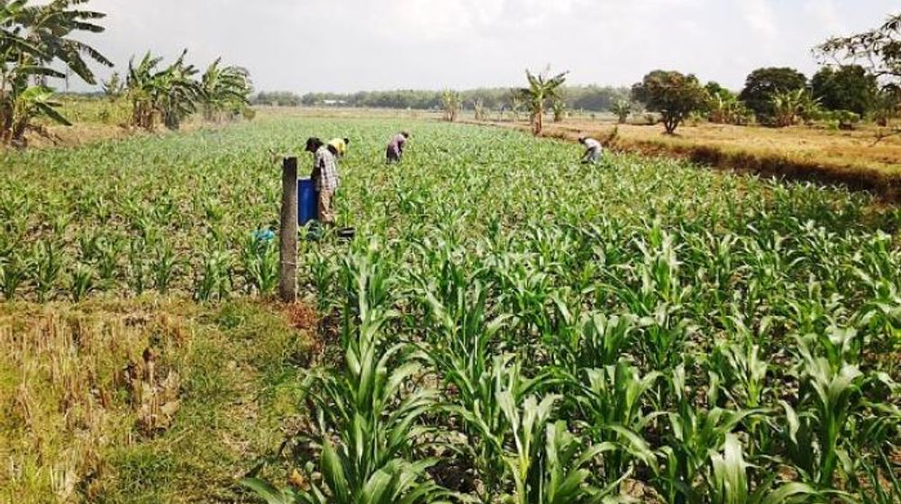 jagung