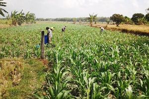 jagung