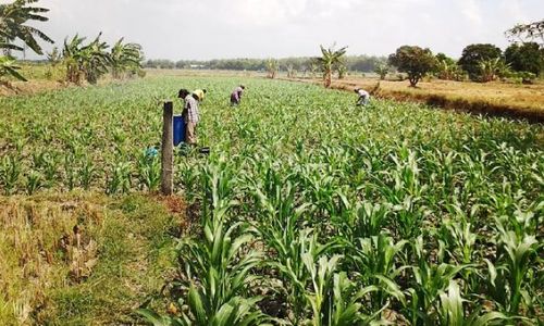 Potret ladang jagung