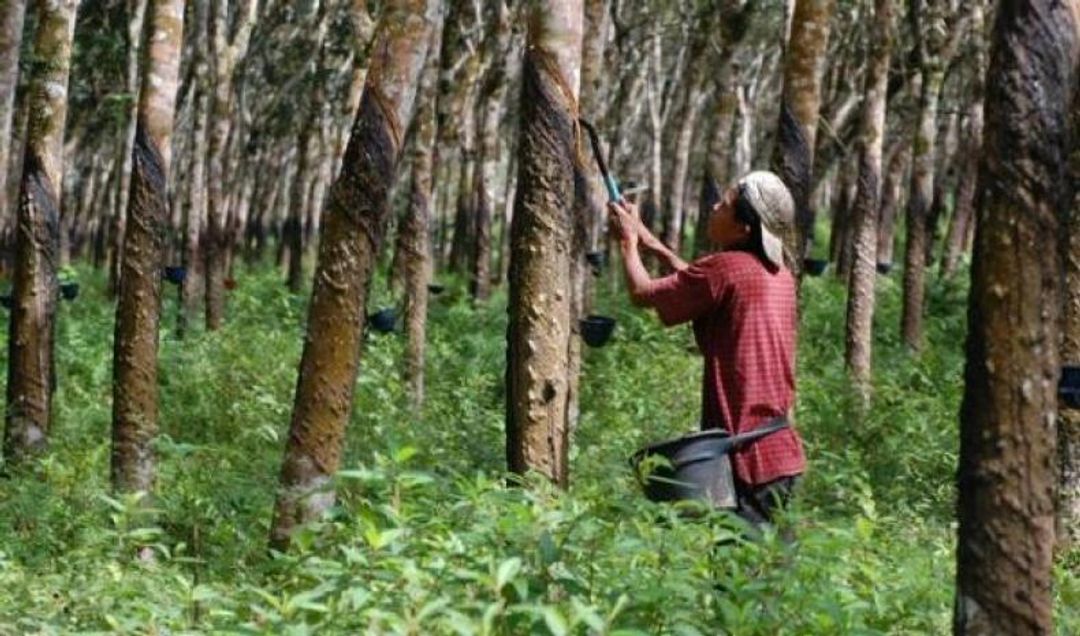 2019 : Harga Karet dan CPO akan Turun, Bagaimana Nasib Pekerjanya?