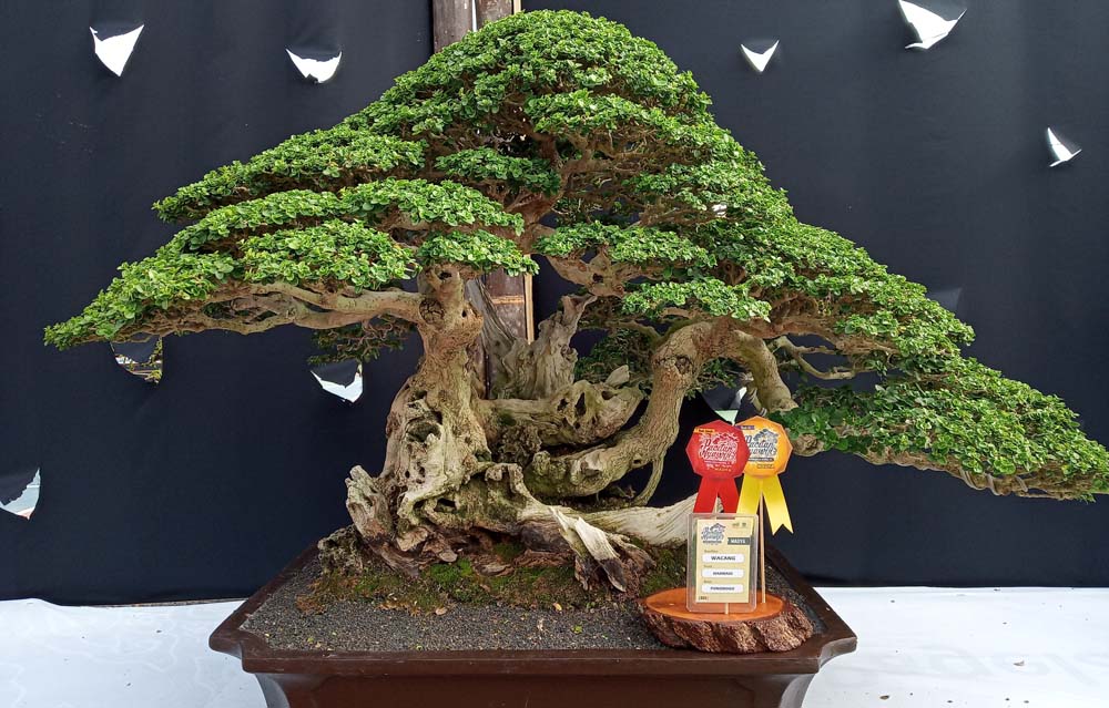 Bonsai pohon Wahong