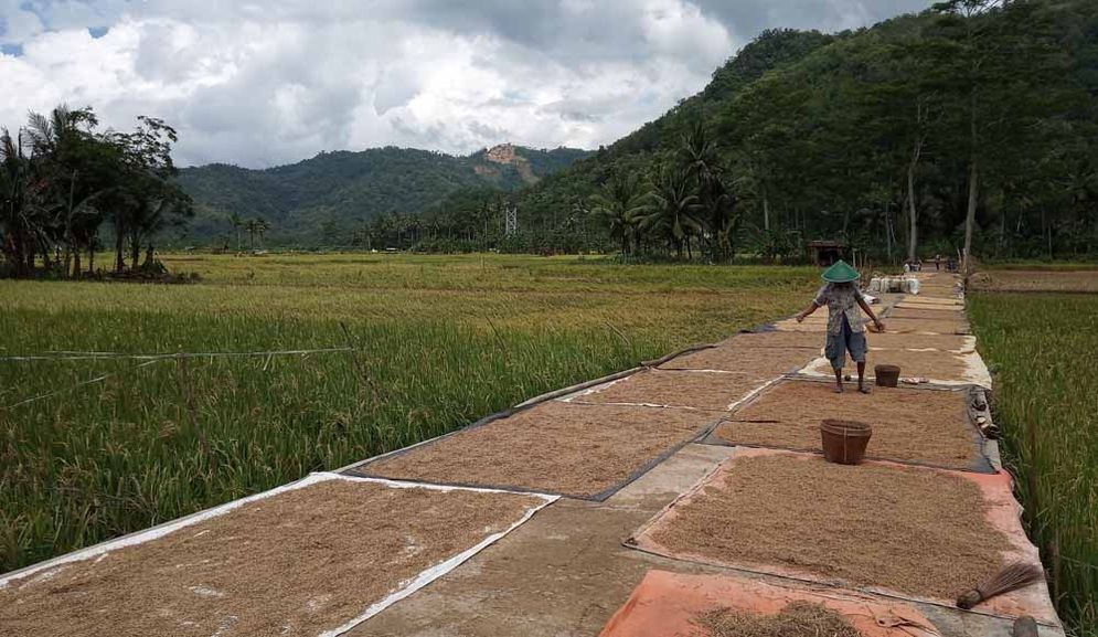 Petani Tambakrejo terpaksa panen cepat karena sawahnya terendam banjir