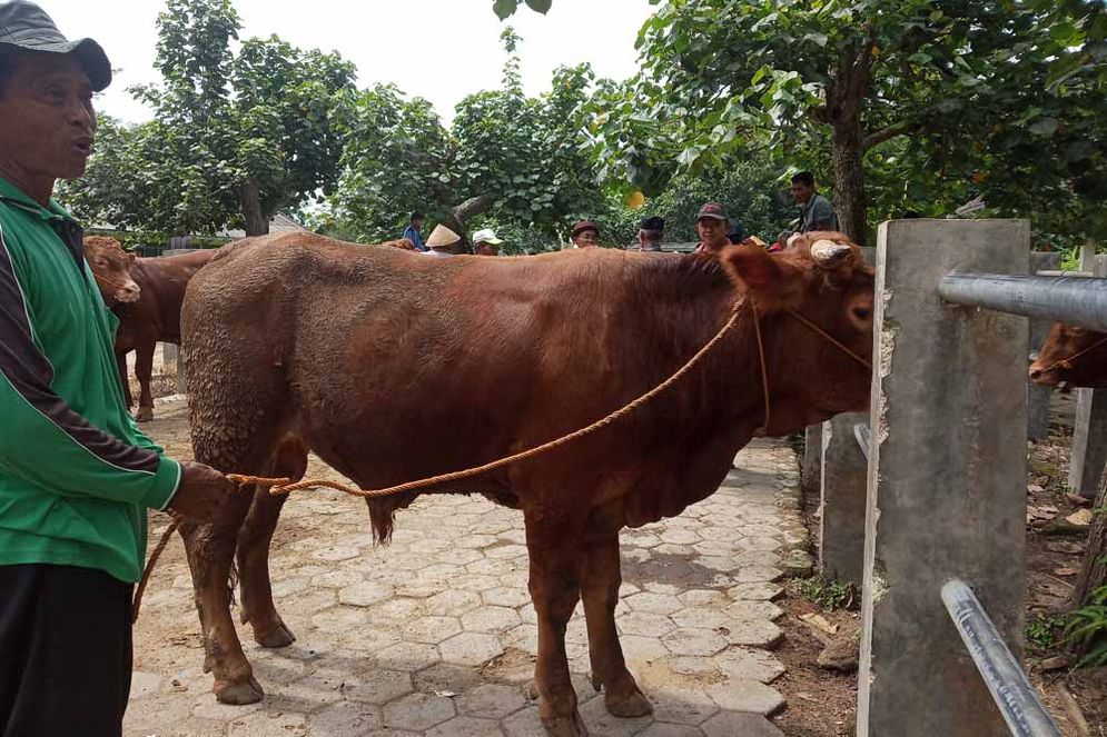 Pedagang sapi di Pasar Hewan Pacitan