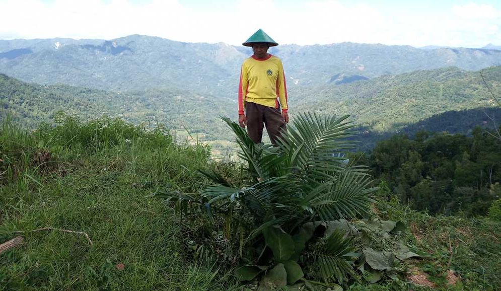 Suryadi dengan kelapa sawit yang ditanamnya