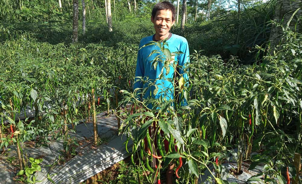 Petani cabai di Kecamatan Bandar