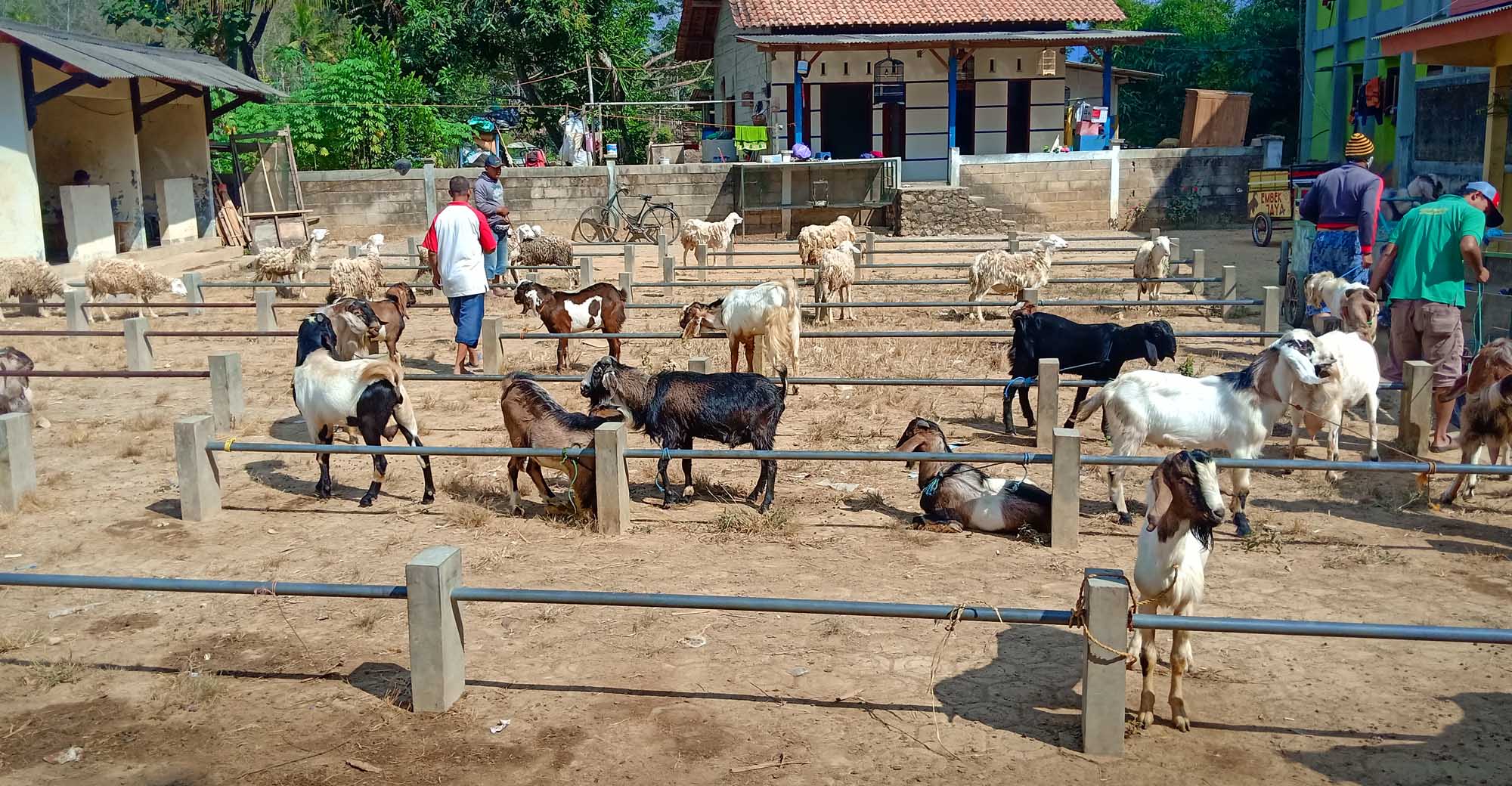 Kambing yang dijual di Pasar Legi Arjosari Senin (15/07/2019)