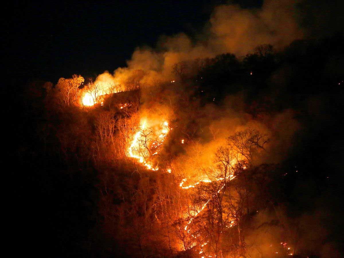 <p>Kebakaran hutan Amazon/Daily Report</p>
