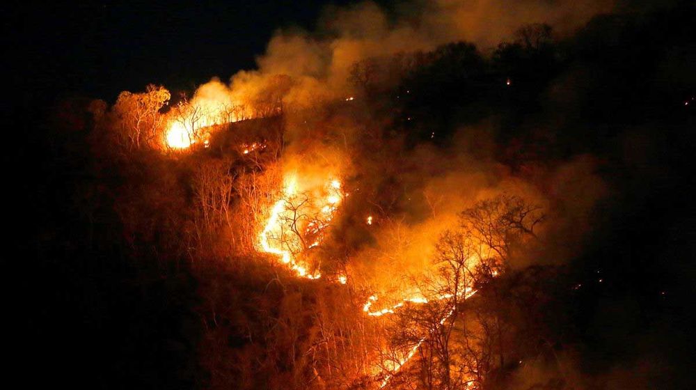 <p>Kebakaran hutan Amazon/Daily Report</p>
