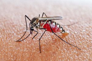 10 Fakta Bagaimana Nyamuk Mengancam Separuh Manusia di Dunia