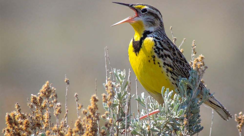 <p>Burung Meadowlark</p>
