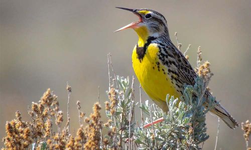 <p>Burung Meadowlark</p>
