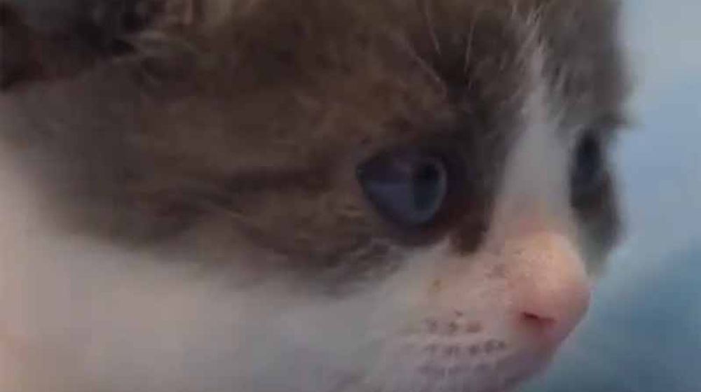 Kucing Kloning Pertama China Lahir