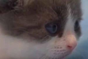 Kucing Kloning Pertama China Lahir
