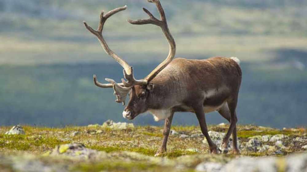 Diadang Rusa, 12 Tentara Finlandia Luka