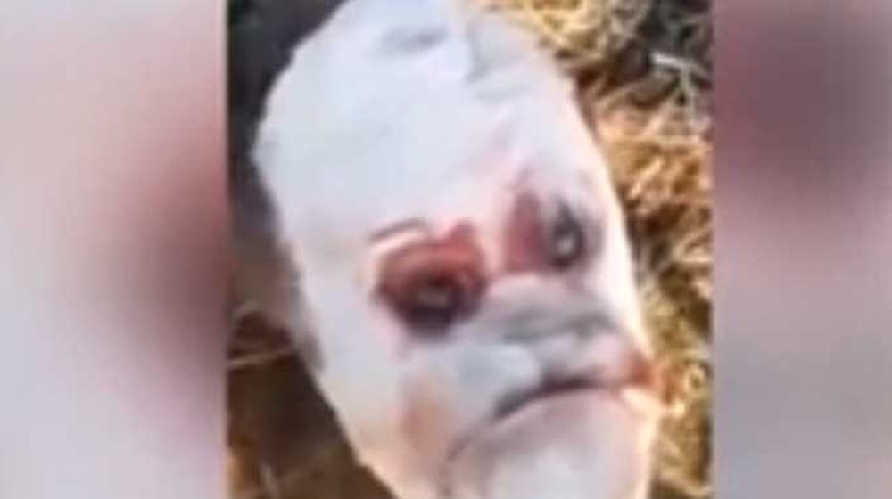 Mutan Mengerikan, Seekor  Sapi Lahir dengan Wajah Mirip Manusia