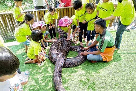Anak-anak bermain dengan ular di Agrowisata Bhumi Merapi.