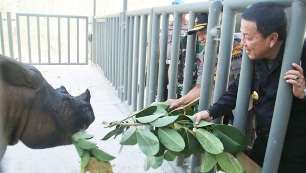 Taman Nasional Way Kambas Benteng Terakhir Pelestarian Badak Sumatera