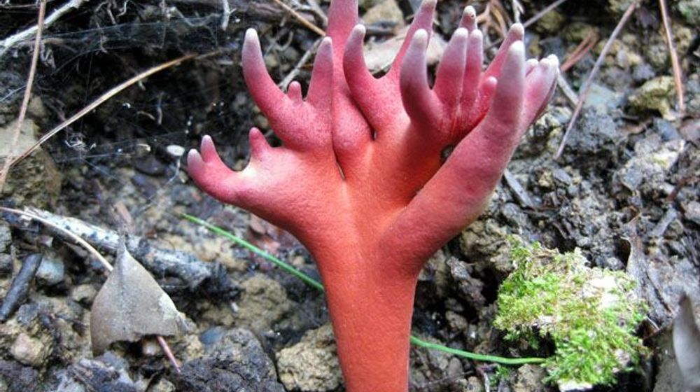 <p>Pinterest.com</p>
