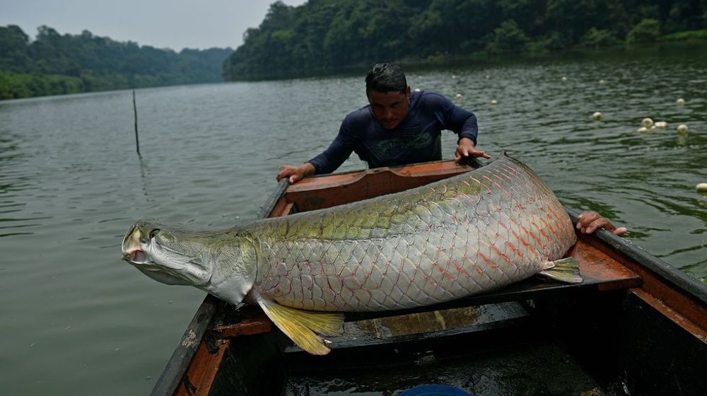 <p>Ikan Arapaima </p>
