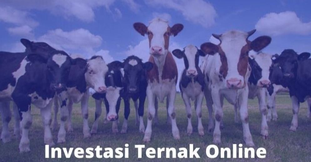 Investasi Ternak Online