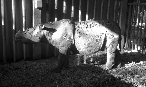 <p>Iman, badak Sumatera terakhir Malaysia/Borneo Rhino Alliance</p>