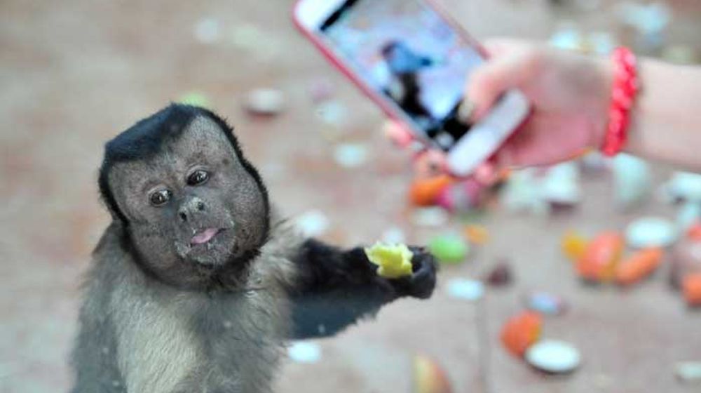 Berkepribadian Buruk, Monyet Berwajah Mirip Manusia Ini Masih Menjomblo