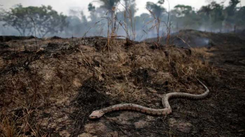 Terbukti, Nenek Moyang Ular Memiliki Empat Kaki