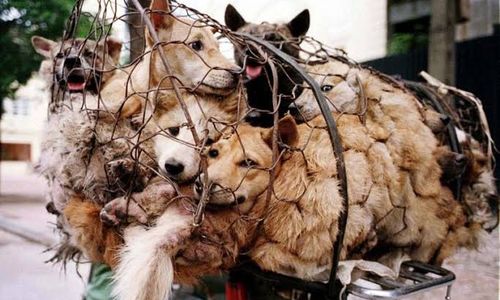 Anjing-anjing yang ditangkap untuk dikonsumsi